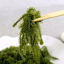 대진엠에스 프리미엄 바다포도 200g ASMR, 1개