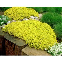 황금이끼세덤 50립 봄파종 꽃씨