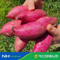 익산원예농협 익산 탑마루 꿀 고구마 (특상 2kg/3kg/5kg/10kg), 고구마 특상 3kg