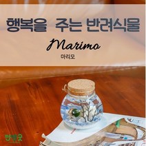 수경재배 반려식물 마리모 어항 항아리 선물 세트, 항아리(흰자갈+블랙)
