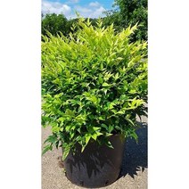 황금남천 4치포트 3개 묶음 15-20cm 조경수 울타리 월동나무 꽃나무 잎나무 꽃보러가자
