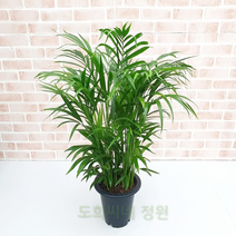 도희씨네 정원>> 눈의 피로를 책임져줄 아레카 야자 중형 260, 1개” class=”wr-img”></a></div></div></div></div><div class=