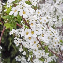 충주원예조경 설유화 80cm~1m(개화주), 주