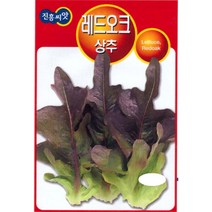 레드오크상추씨앗 4g 진흥종묘 23년