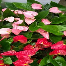 행복한꽃순이 안시리움 안시륨(분홍.빨강)2종1세트