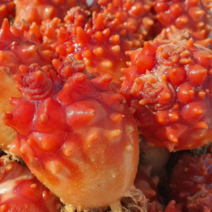 당일조업 산지직송 통영 프리미엄 피멍게 꽃멍게 안깐멍게 활멍게 2kg 3kg 5kg 16시 이전주문시 당일배송, 활멍게(안깐멍게)2kg, 1개