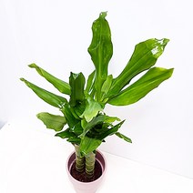 황금죽 개업 승진 축하 화분 실내 공기정화 식물, 0.포트화분, 1개