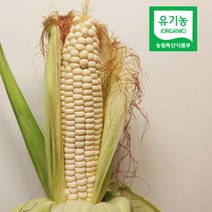 강원도 홍천 유기농 미백찰옥수수 10개 20개 30개, 안젤라 유기농 옥수수 10개