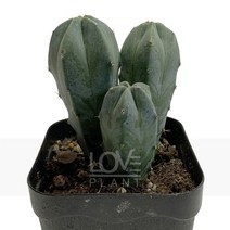 [꽃사랑식물나라] 용신목모듬 선인장 공기정화식물 식물키우기, 1개