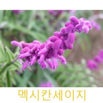 허브(Herb)/채소식물 멕시칸세이지 갈색플라스틱모종 3개 (L0253)