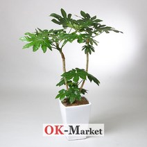 팔손이 관엽식물/공기정화식물/취임/축하/결혼/승진/개업/이사/전시회/스승의날/기념, 중급