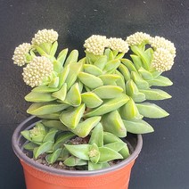 꽃다리 신동 34 다육식물 다육이 아이만배송