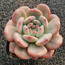 봄의정원 아리엘