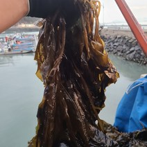 초록수산 산지직송 물미역 생미역 1kg 2kg 4kg 8kg 10kg, 물미역 4kg