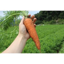 친환경 당근 유기농 무농약 당근주스 2kg 3kg 5kg 10kg, 당근 2kg