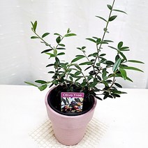올리브나무 집에서 키우기 관리 쉬운 공기정화 식물, 단품, 1개