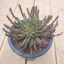 [수암다육] 공작환 랜덤발송 Euphorbia flanaganii 다육 다육이 다육식물 국민다육 다육이키우기 선인장 미니선인장