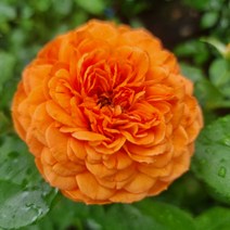 충주원예조경 / 사계 줄장미 / 허니캬라멜 / 덩쿨장미 / 80cm(전후) / 개화주, 주