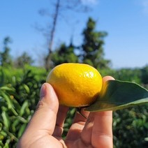 제주 햇 극조생귤 극조생 감귤, 1박스, 극조생귤 10kg