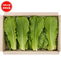 [맛다름] [가락시장 경매 식자재 채소] 로메인2kg내외/box, 상세 설명 참조