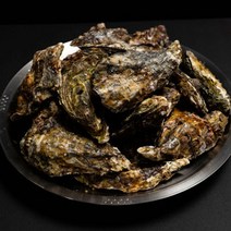 일반굴보다 3배이상 큰 삼배체굴 국내산, 4kg, 1개