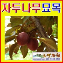 (G소망)로얄대석(대석조생)자두나무 3년생(분)1그루