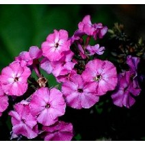 프록스 뷰티 혼합(약 600 립), 1개