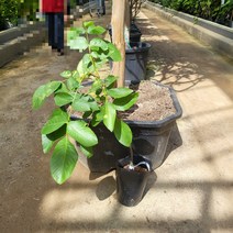 봄바람가든 호두나무 신령호두 포트 꼼꼼한포장 호두묘목 신령왕호두