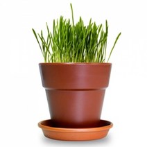 위withh_펫모닝 PMC 고양이 풀 NEW 캣글라스 화분재배세트 캣닢 재배 세트 화분 장난감♥withy, ♥withyou!, NONE