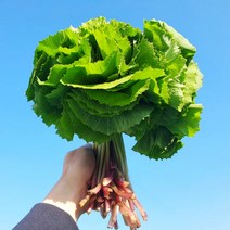 머위 머위나물 봄나물 1kg 2kg, 머위 2kg, 1개
