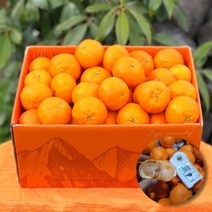 프레시퍼스트 제주 산지직송 카라향 제주도귤 고당도 귤 선별 가정용 선물용, 제주 카라향_선물용5kg 중대과(19/29과)