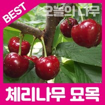 합리적 가격의 우수한 체리묘목(홍수봉 라핀 레기나 타이톤 등), 옥타비아(일반대목) 접목묘 상묘