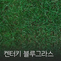 코리아팜 켄터키 블루 그라스500g