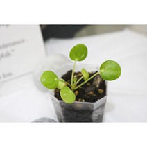 무늬 필레아 페페로미아 소품 2 (동일상품), 1개