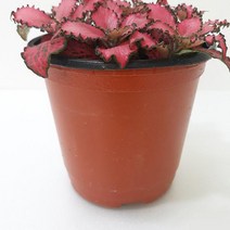 피토니아 핑크스타 실내공기정화식물 공기청정식물 피토니아키우기 피토니아핑크스타 레드스타 집에서키우는식물 집에서키우기쉬운식물 그늘에서잘자라는식물;joo:na, ※­선택:상품선택▣