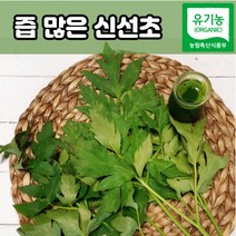 친환경 유기농 신선초 녹즙용 1kg 2kg 3kg, 신선초 3kg, 1개