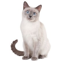 차량용 냉장고 미니 냉온장고 캠핑용 온장고 3Ratels CM29 사랑스러운 고양이 페르시아 Birman Bombay 영국, 02 CM29-2_05 50cm( 19.7inch)