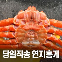 [선주직송] 대게 홍게 박달 자숙 영덕 수율보장 3kg, 6.(찜자숙)박달홍게(특대)3마리