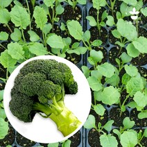 리틀플랜트 브로콜리 모종 5개 열매채소 모종 텃밭