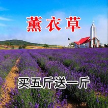 화훼 씨앗 꽃씨 사계절 심기 쉽다 뽕나무 코스모스 화초 백일초 들꽃 조합 개화 실외 꽃 분재 재배 정원 실내 사계절 꽃 다년생 간설 난쟁이 혼색 뽕나무 1근, 라벤더 씨앗 1 명