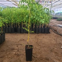 회화나무 황금회화 2L화분묘 부를 부르는 나무 돈나무