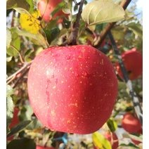 평창사과 고랭지사과 홍로사과 10kg 38/42과 사과따기체험 사과다이어트 사과빵 사과잼 사과쥬스, 상세페이지 참조