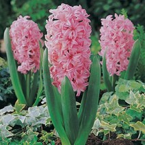 충주원예조경 / 히야신스 / 구근 / 폰단트 / 2구, 구