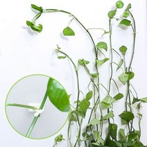 베란다 가지 호박 오이 덩쿨 지주대 후크 10pcs 소형