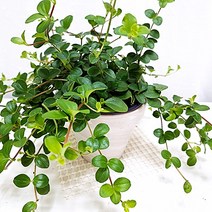 신홀리페페 키우기 쉬운 실내 공기정화식물 독일토분, 단품, 1개