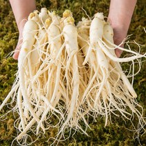 산지직송 세척인삼 4~5년근 수삼 원수삼 소 600g+추가증정100g/삼계탕재료증정
