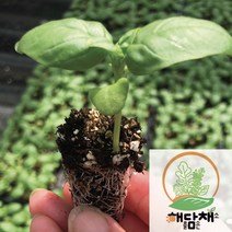 (도시농업해담채) 스위트 바질모종 20포기