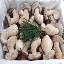 송이버섯(송향버섯) 송화버섯 송고버섯 오전12시전 주문시 내일도착(주말 및 공휴일 제외), 선물용(중품)500g