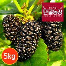 [단골농장] 내장산 토종 오디 생과 정품 (급냉), 정품 5kg, 1박스