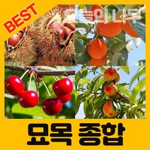 [브.레드(b.read)]나무의 시간, 브.레드(b.read), 김민식